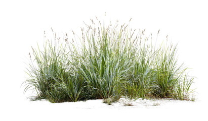 Clump of Lush Ornamental Grass Blades against a Dark Void.