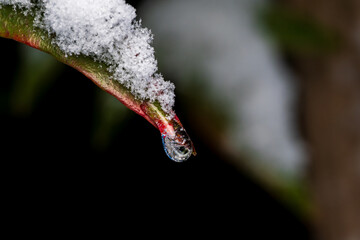 ナンテンの葉を伝い凍り付いた滴と積雪、冬の朝の光景 / Frozen water droplet on Nandina leaf with snow in winter morning