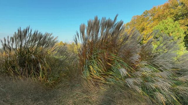 Ornamental grass Miscanthus bushes with panicles in autumn windy day