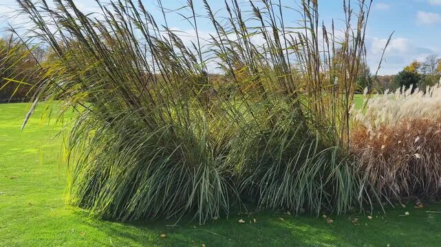 Bushes of different ornamental grass Miscanthus with panicles among lawn