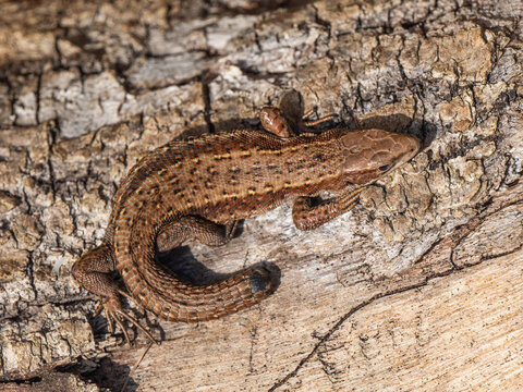 A Common Lizard Showing Tail Loss Sunbathing on a Sunny Winters Day