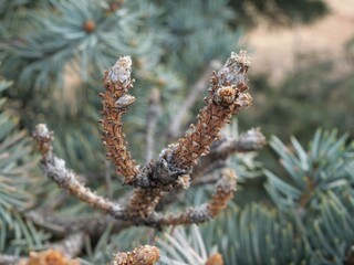 Fototapeta premium Close Up of Fat Albert Blue Spruce Bud in Late Winter, Colorado (Picea pungens)