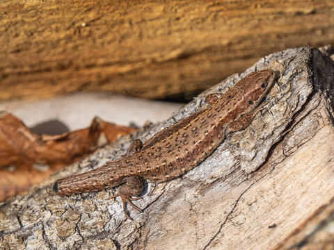 A Common Lizard Showing Tail Loss Sunbathing on a Sunny Winters Day
