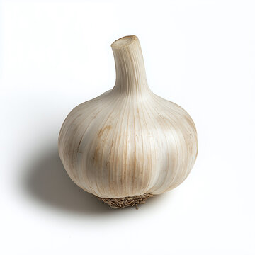 Single whole garlic bulb with roots and stem isolated on a white background