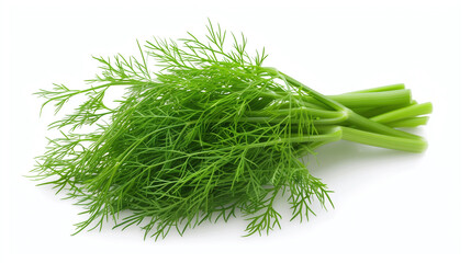 Bunch of fresh green dill sprigs with stems isolated on a white background