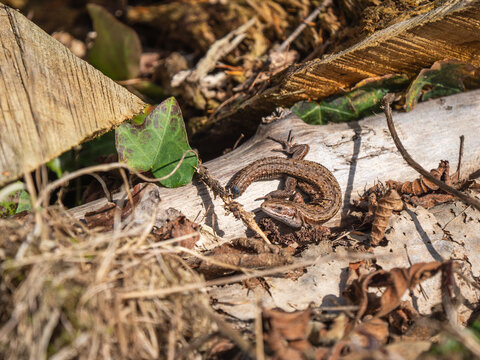 A Common Lizard Showing Tail Loss Sunbathing on a Sunny Winters Day