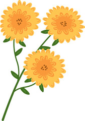 Fototapeta premium Chrysanthemum Stem Botanical Drawing