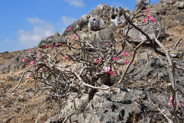 Flowering bottle tree. Salalah. Oman