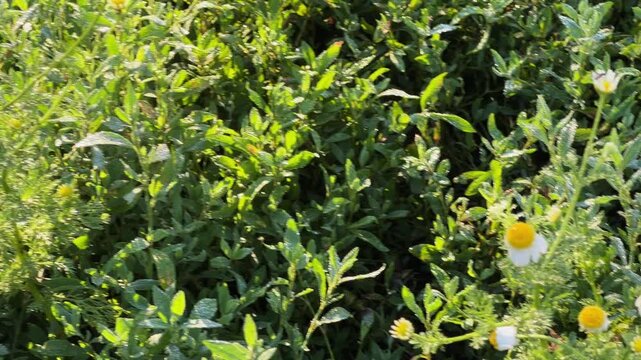 Blooming wild chamomile among knotgrass on meadow with morning dew