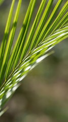 Close-up view of a lush green palm frond with sunlight filtering through its leaves in a natural outdoor setting