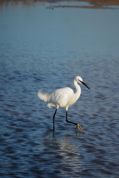 Aigrettes garzettes immobiles dans l&rsquo;eau 
Little egrets standing still in water