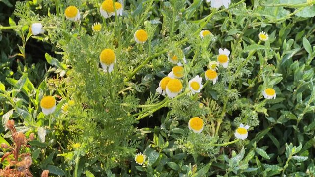 Blooming wild chamomile among knotgrass on meadow with morning dew