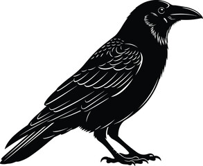 Obraz premium Black raven bird vector illustration, isolated crow silhouette, corvus profile, gothic wildlife element, dark feathered avian animal on white, 180 characters.