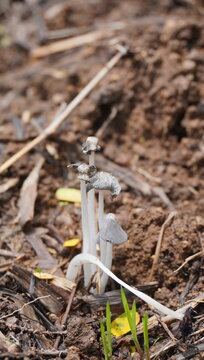 Hare's foot inkcap mushrooms or Coprinopsis lagopus