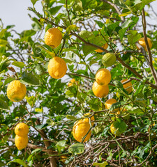 Many of ripe lemon fruits on lemon tree. Farm and growing concept.
