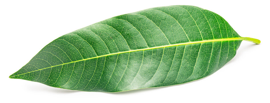 Fresh green mango leaf are isolated on a white background. These vibrant, natural leaves from the Mangifera indica tree are often used in traditional medicine and for healthy purposes.