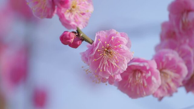 Pink Plum Blossoms Against Blue Sky, Spring Flower Close-Up Background