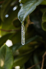 雪椿の葉に凍り付いた氷柱と放射冷却の朝の光景 / Icicle frozen on Camellia rusticana leaf in freezing morning