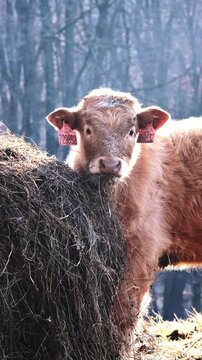 Brown calf eating hay in winter morning sunlight, vertical farm scene