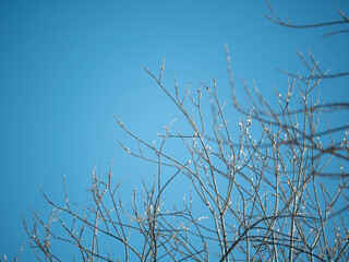 Fototapeta premium Bare tree branches with small buds against a clear blue sky. Symbol of early spring, new life, hope and refreshing season concept.
