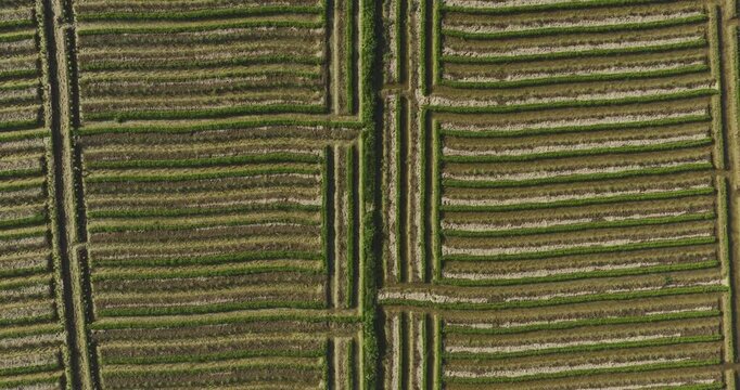 Aerial view of ridge planting pattern in the farm