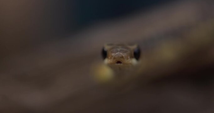 Head-on closeup: A Bronze-backed Tree Snake tastes the air with its forked tongue in sharp slow motion.