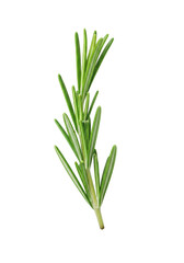 Obraz premium A single, vibrant green, dew-kissed fresh rosemary sprig with defined needle-like leaves, firm stem, isolated on a pure matte white background with soft shadow and copy space, gourmet culinary