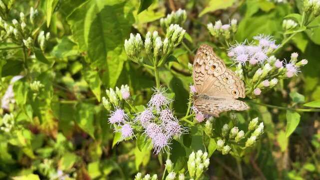 Grey Pansy (Junonia atlites) butterfly flying on siam weed flower in south asia.