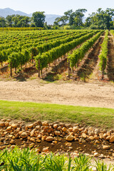 Naklejka premium Sunlit vineyard in South Africa