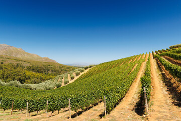 Naklejka premium Sunlit vineyard rows in South Africa