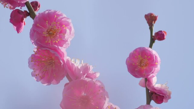 Pink Plum Blossoms Against Blue Sky, Spring Flower Close-Up Background