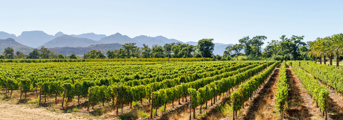 Fototapeta premium Sunlit vineyard rows with mountain backdrop
