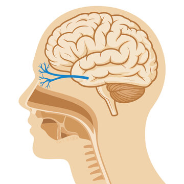 Illustration of a human head in profile showing the brain and olfactory system