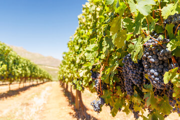 Ripe grapes on vine in South African vineyard