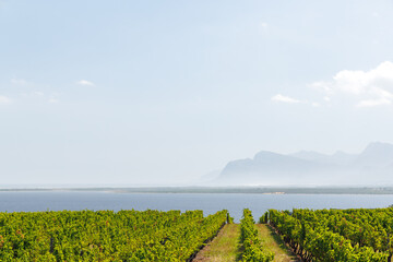 Sunlit vineyard rows in South Africa
