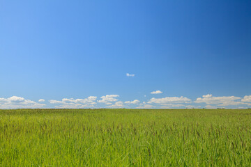Sunny summer landscape with green field