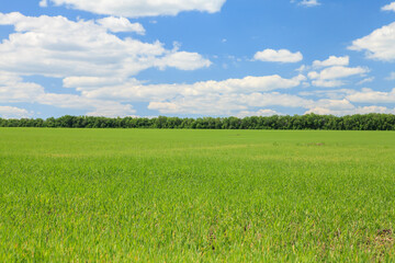 Sunny summer landscape with green field