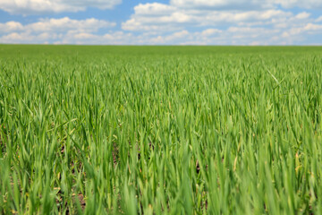 Sunny summer landscape with green field
