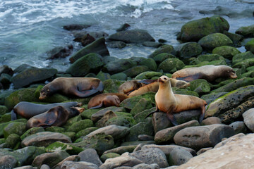 Fototapeta premium California Sea Lions Resting on Mossy Rocks in La Jolla Cove San Diego