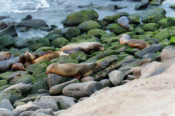 Sea Lions Resting on Mossy Rocks in La Jolla California Coastline