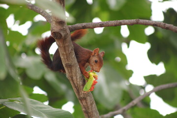 Red squirrel perched on a tree branch eating fruit in the lush canopy of the green forest