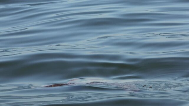 Ocean sunfish mola mola swimming close to the water surface, dorsal fin cutting through calm sea, unique giant fish seen from above, peaceful marine wildlife moment in clear blue ocean.
