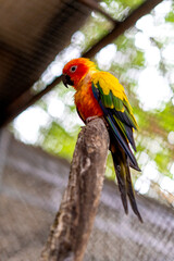 Obraz premium Sun conure parrot with vibrant orange and yellow plumage perched on a vertical wooden branch. Exotic tropical bird in an aviary setting with blurred green foliage background and natural lighting.