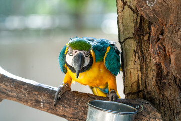 Close-up of a vibrant blue and yellow macaw perched on a tree branch. The exotic parrot looks forward with detailed feathers and a large beak. Natural sunlight and soft blurred background. © sirawut