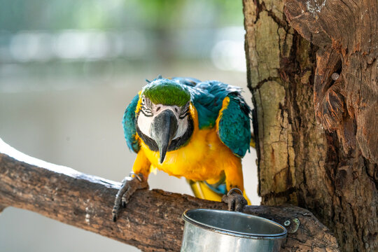 Close-up of a vibrant blue and yellow macaw perched on a tree branch. The exotic parrot looks forward with detailed feathers and a large beak. Natural sunlight and soft blurred background.