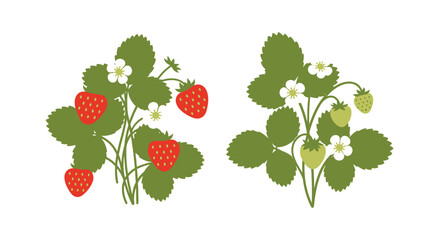 Two stylized strawberry plants with ripe and unripe berries bloom © PROMA