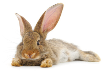 Obraz premium Brown domestic rabbit lying isolated on white background side view
