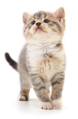 Fototapeta premium Small fluffy tabby kitten looking up isolated on white background