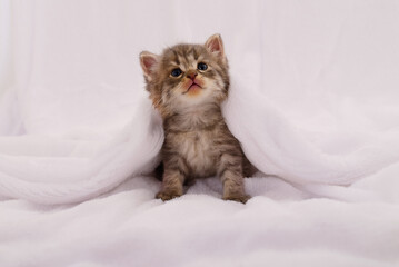 Small tabby kitten sitting under white fluffy blanket on bed