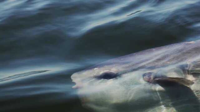 Ocean sunfish mola mola swimming close to the water surface, dorsal fin cutting through calm sea, unique giant fish seen from above, peaceful marine wildlife moment in clear blue ocean.